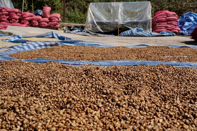 Az arabica kávé teszi ki a kávé kereskedelmének 70%-át