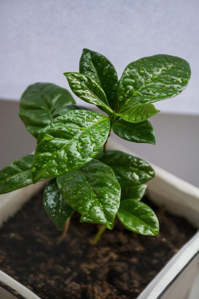 A kávé termesztése, a kávé növény gondozása a mi éghajlatunkon is lehetséges. 