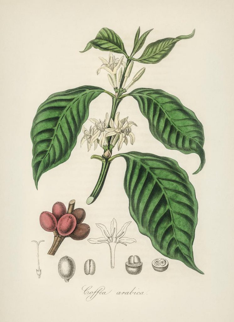 A kávécserje gondozása hálás feladat, a Coffea arabica kávécserje termése akár le is szüretelhető.