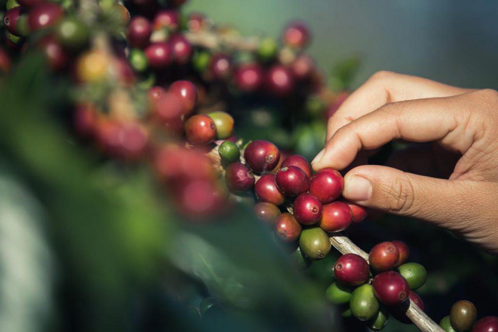 A kávécserje termése a kávé növény gondozása végső jutalma. 